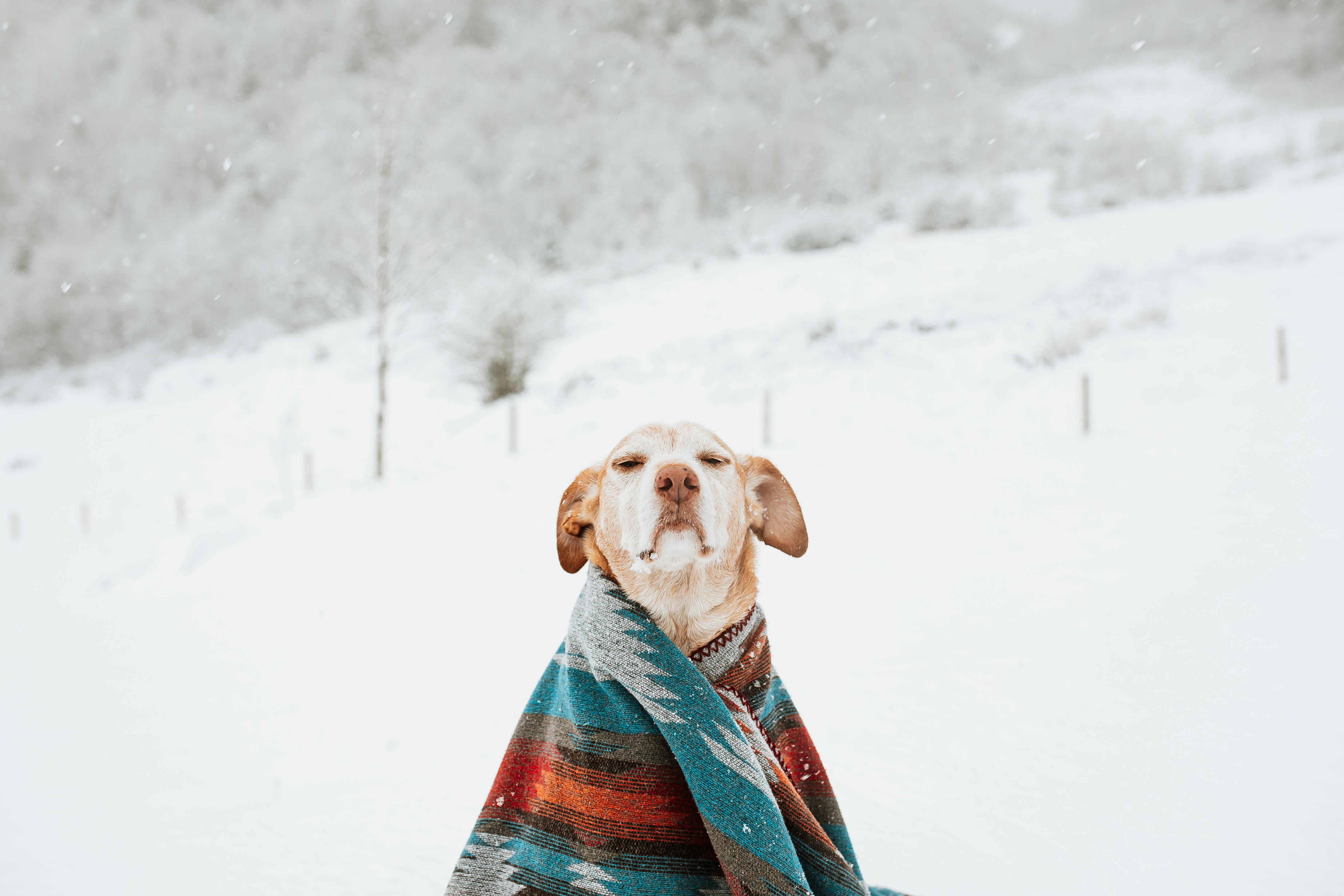 Pet Insurance and Animal Welfare News