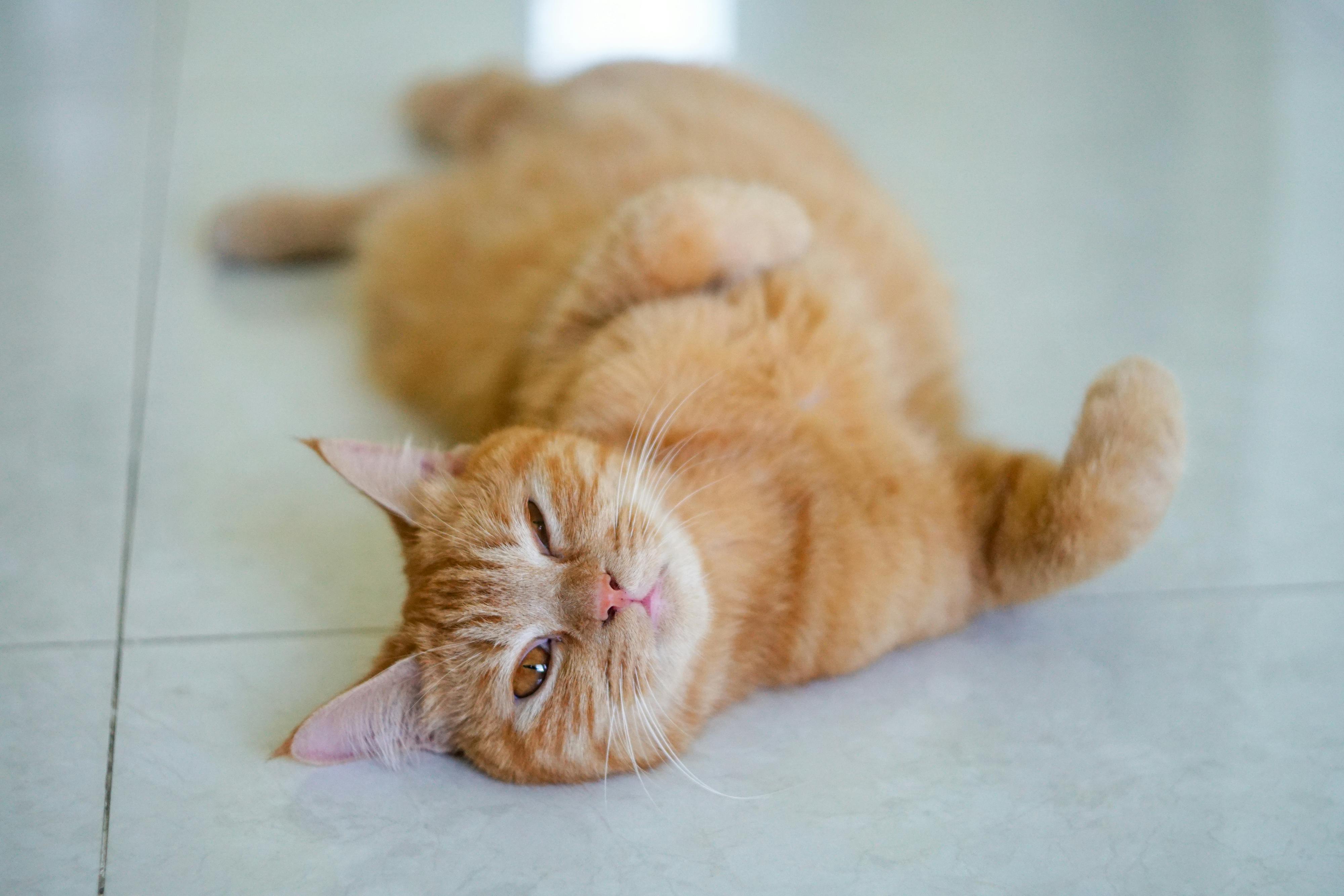 Pet Health in Focus: Innovation, Insurance Expansion, and Cost Awareness