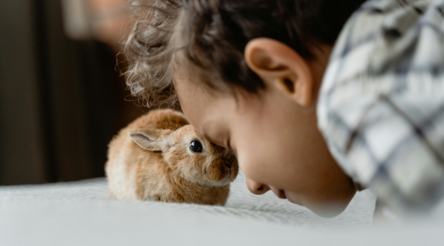 Pet Care and Insurance: Costs, Wellness Plans, and Preventive Health