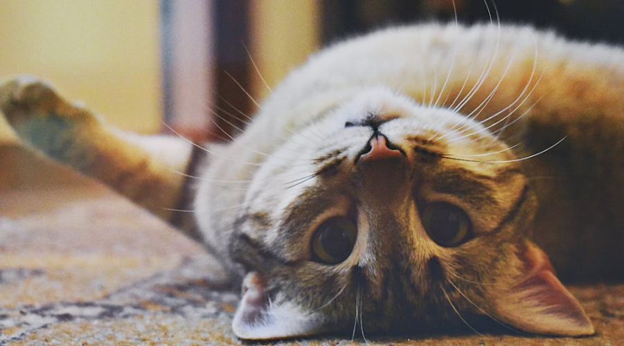 Digital Transformation and Rising Demand in Pet Insurance Markets