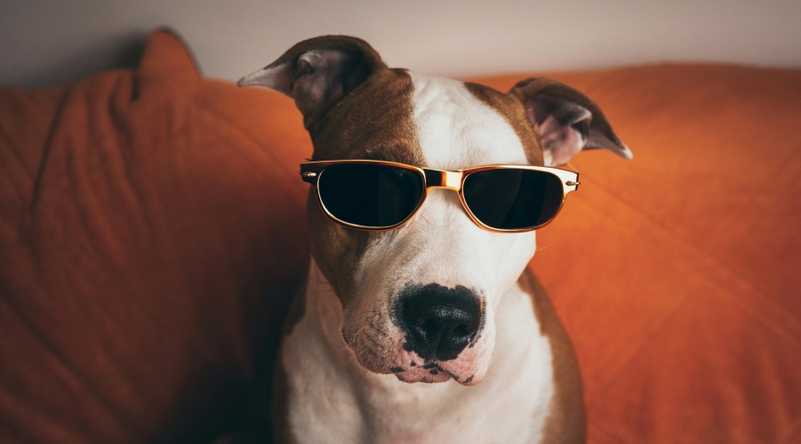 Managing the Risks and Expenses of Pet Ownership