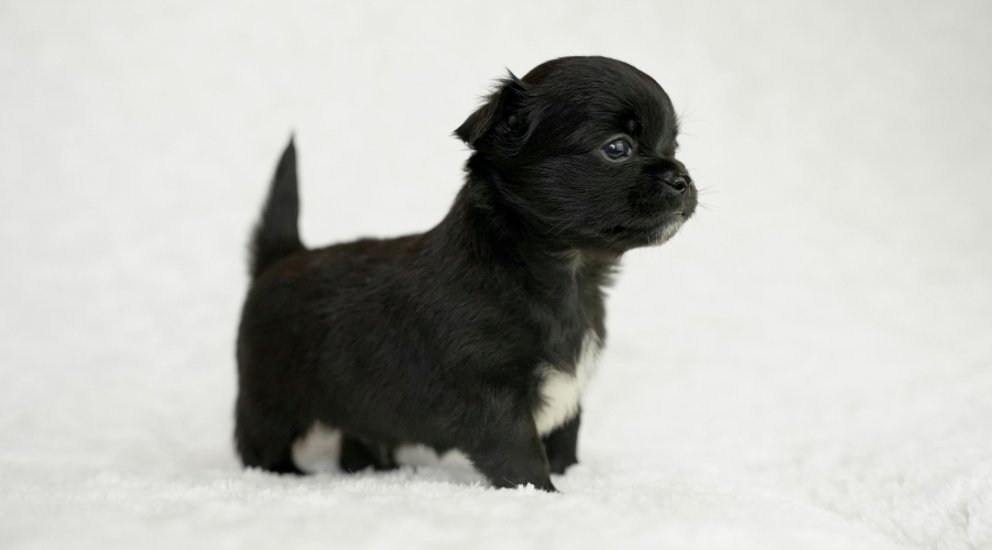 Caring for Pets: Coverage Growth and Chronic Condition Insights Caring for Pets: Coverage Growth and Chronic Condition Insights